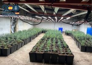 Desmantelan en Berja una plantación de 1.500 plantas de marihuana