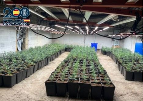 Desmantelan en Berja una plantación de 1.500 plantas de marihuana