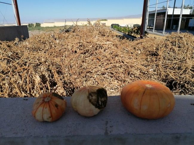 COAG Almería alerta sobre la gestión de residuos vegetales para evitar saturación en reciclaje