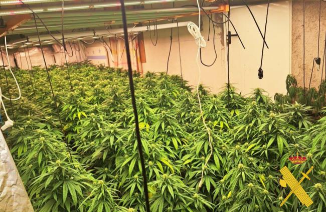 Incautan 793 plantas de marihuana en Berja y Alcolea