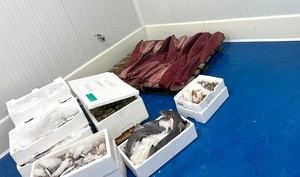 Incautan más de una tonelada de pescado en Sevilla por falta de seguridad alimentaria