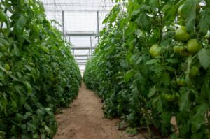 Andalucía lidera el agroalimentario en España