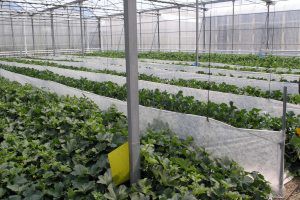 GreenSys2025 reunirá a expertos en invernaderos en Almería