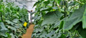El nuevo informe de Cajamar destaca que las exportaciones agroalimentarias crecen un 5,9 %