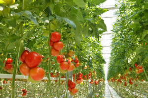 Los invernaderos de Almería lideran la sostenibilidad del tomate en el Mediterráneo