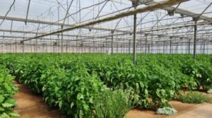 El efecto mariposa de la economía verde en Almería