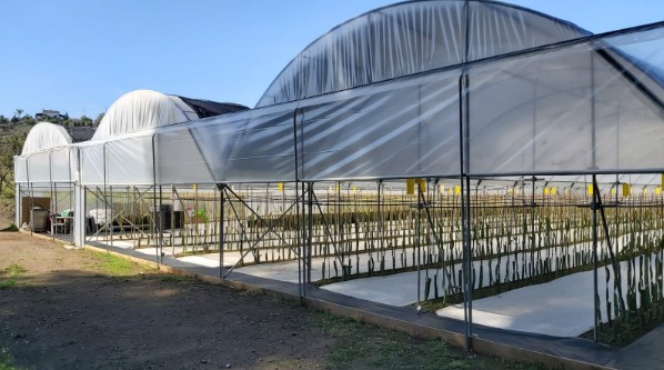 Fabricantes de invernaderos en Almería y El Ejido: Estructuras adaptadas al clima y la agricultura local