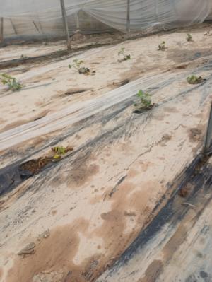 COAG alerta de una situación "crítica" en el campo almeriense, con pérdidas que pueden superar el 50%