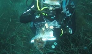 El alga asiática se expande en Andalucía: un estudio revela su reproducción asexual