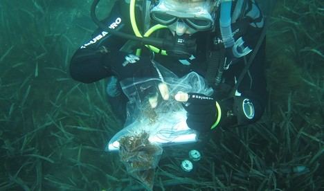 El alga asiática se expande en Andalucía: un estudio revela su reproducción asexual