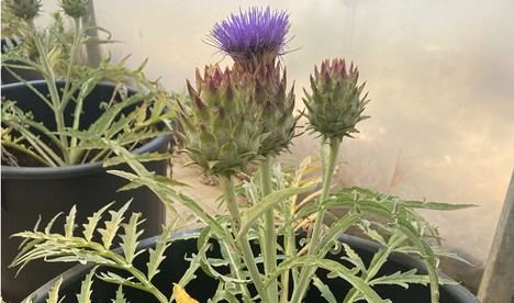 Desarrollan en Cádiz un bioherbicida ecológico con nanotecnología a partir de cardo silvestre