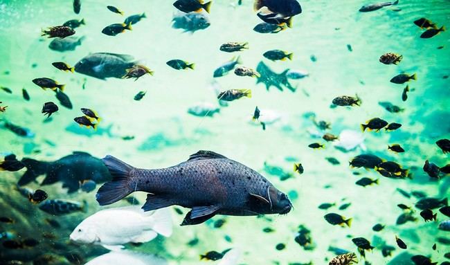 Estudian en Andalucía el uso de peces para combatir enfermedades en Almería