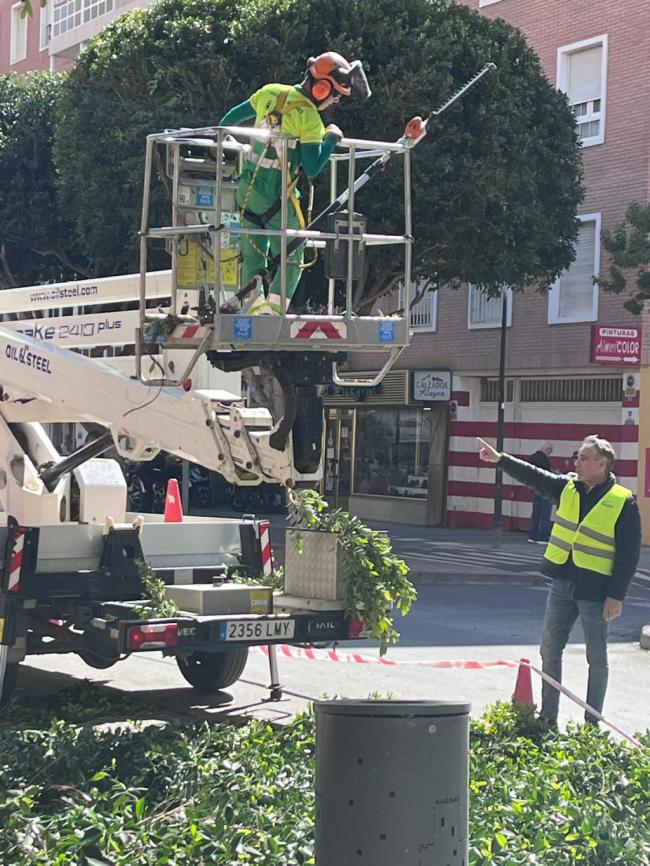 Tres empresas optan a redactar el Plan Director del Arbolado Urbano