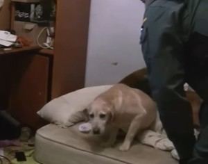Extraditan a criador de perros desde Venezuela por maltrato animal