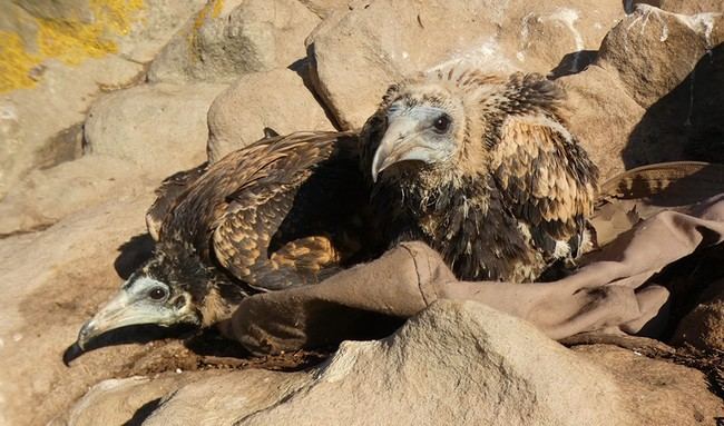 La Junta anilla 21 pollos de alimoche en Andalucía, clave para su conservación