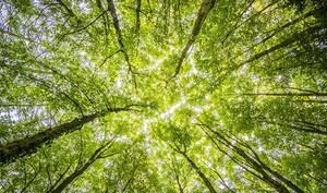 La Junta destina 1.176 millones a la acción climática en Andalucía