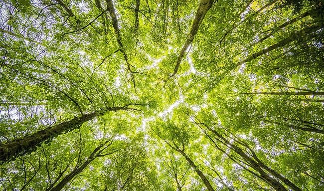 La Junta destina 1.176 millones a la acción climática en Andalucía