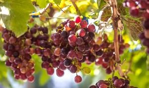 Ayudas de 2,5 millones para viticultores