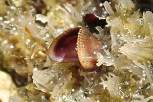Detectan mejillón egipcio en la costa de Almería por primera vez