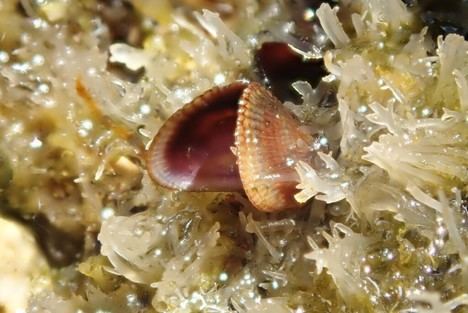 Detectan mejillón egipcio en la costa de Almería por primera vez