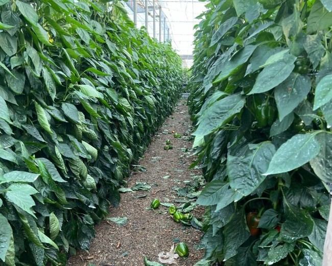 Junta de Andalucía pide al Gobierno que incluya a Almería en la rebaja del IRPF para agricultores