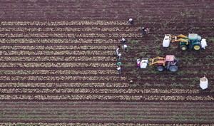 Junta de Andalucía exime a agricultores de rotar cultivos por condiciones climáticas