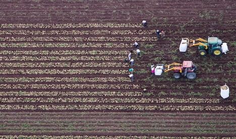 Junta de Andalucía exime a agricultores de rotar cultivos por condiciones climáticas