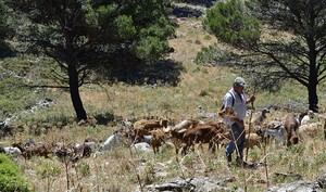 La Junta destina 5 millones para conservar razas ganaderas en Almería