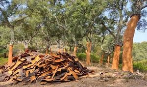 La Junta de Andalucía impulsa la gestión de alcornocales para capturar más carbono