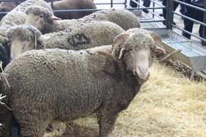 Ayudas de 457.000€ para el sector agrario en Almería