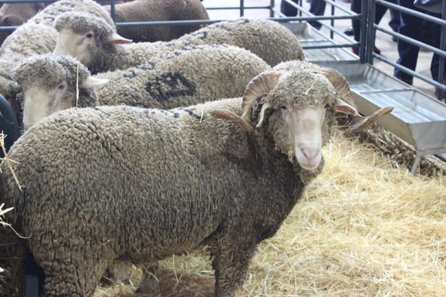 Ayudas de 457.000€ para el sector agrario en Almería