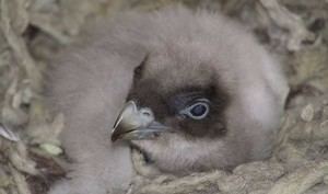 Contaminantes en huevos de aves protegidas: un estudio andaluz alerta sobre su impacto ambiental