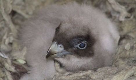 Contaminantes en huevos de aves protegidas: un estudio andaluz alerta sobre su impacto ambiental