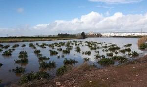La Junta de Andalucía solicita medidas para el campo almeriense tras las borrascas