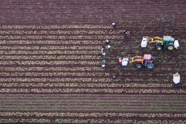 Más de 6.000 productores de Almería solicitan ayudas de la PAC para 2025