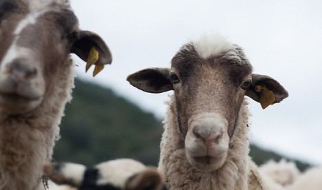 Ayudas de 53,8 millones para agricultores almerienses afectados por desastres naturales