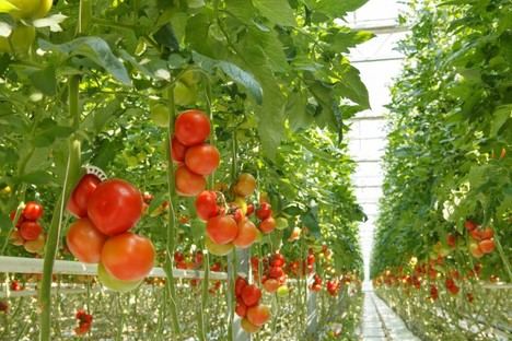 La Junta pide al Estado ajustes en el IRPF para apoyar a agricultores de Almería