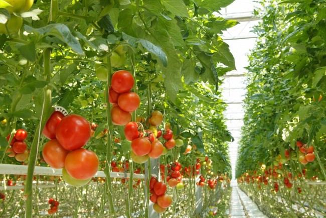 La Junta pide al Estado ajustes en el IRPF para apoyar a agricultores de Almería