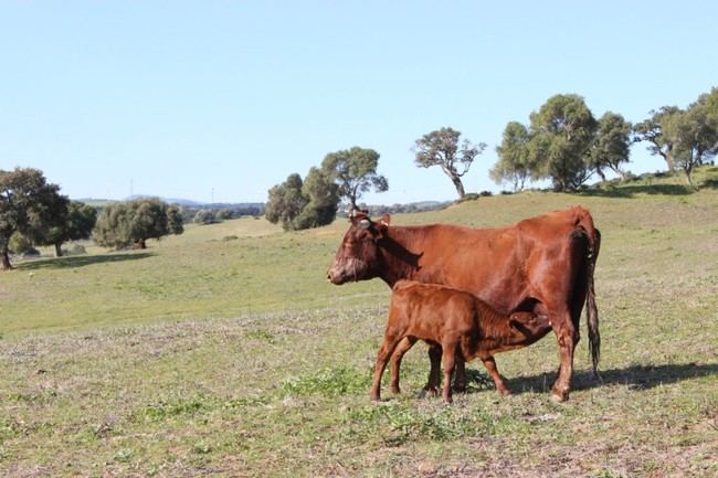Ayudas de 600.000 euros para ganaderos en Almería y Andalucía