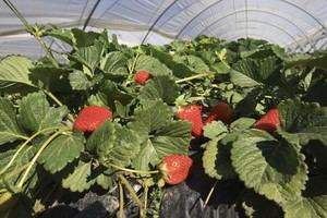 Aumento del 12% en exportaciones de frutas andaluzas, clave para Almería