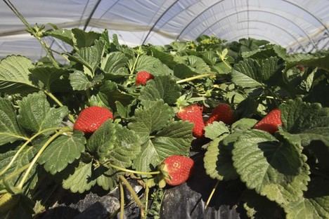 Aumento del 12% en exportaciones de frutas andaluzas, clave para Almería