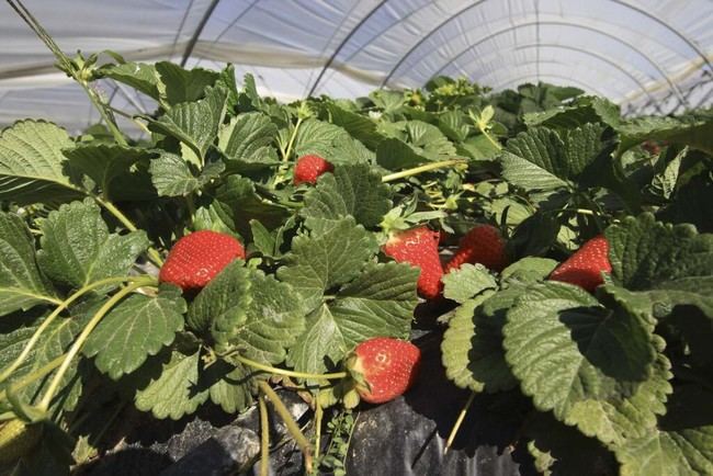 Aumento del 12% en exportaciones de frutas andaluzas, clave para Almería