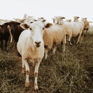 COAG Almería critica la falta de indemnización por mortalidad animal en ayudas de lengua azul