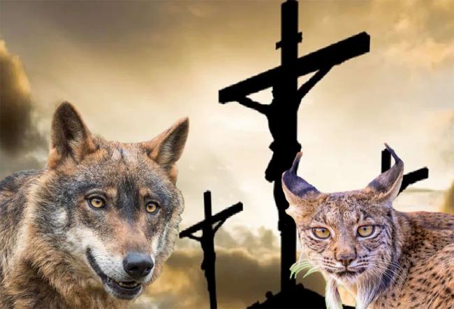 Linces, lobos y la pasión de Cristo
