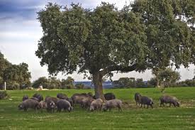 Jornadas en Guadix y Grazalema cerrarán proyectos agroforestales en Andalucía