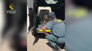 Investigan a un varón en Vícar por maltratar a un Pastor Belga Malinois