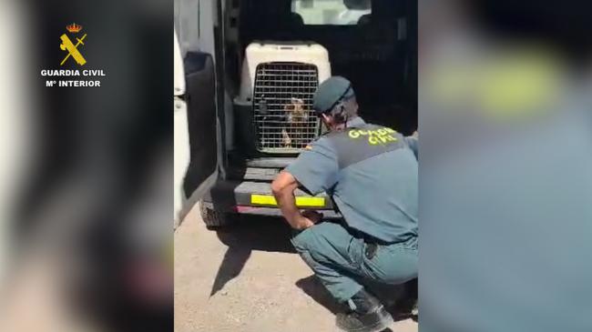 Investigan a un varón en Vícar por maltratar a un Pastor Belga Malinois