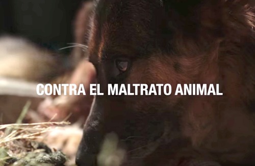 Detenido en Albox por matar al perro de un vecino de una patada en la cabeza