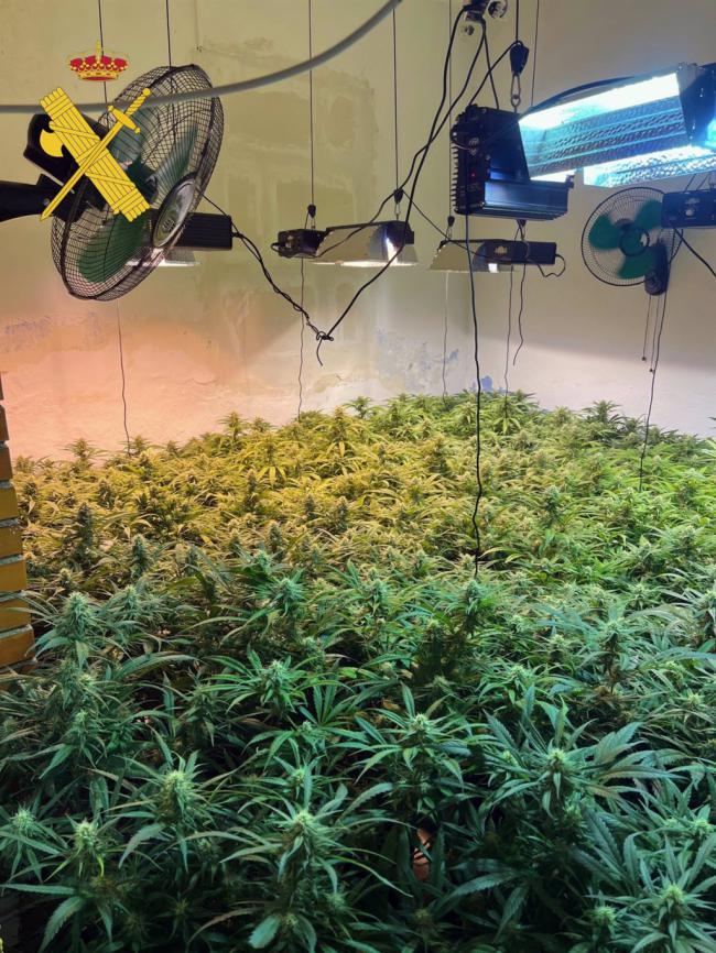 Guardia Civil desmantela cultivos de marihuana en Abrucena y Gádor