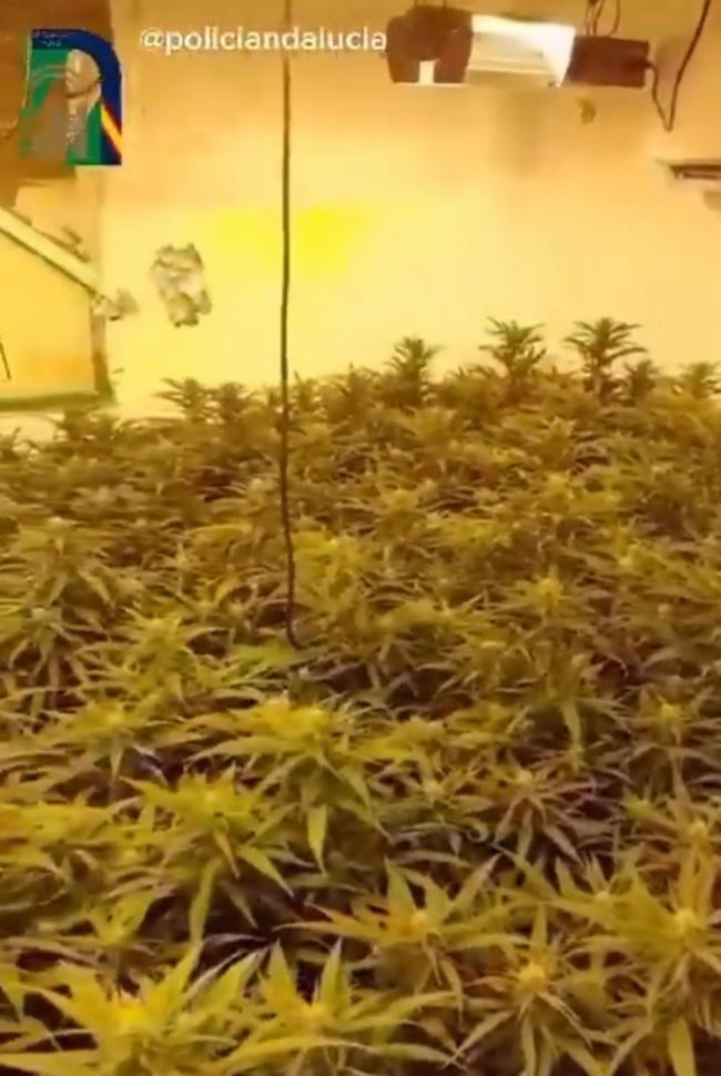 La Policía andaluza interviene 400 plantas de marihuana en una casa okupada en El Puche